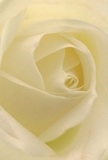 Step into the gentle heart of a cream-toned rose, its petals unfolding with the soft welcome of a Watford morning-each layer whisper-light and cool, like air stirred by a passing breeze on Clarendon Road. The petals spiral inward, their creamy whites and hints of ivory offering depth, while subtle shadows settle in the creases, adding quiet drama to the composition. A sense of serenity dominates the image, reminiscent of the tranquility found in Watford's green spaces after a rain. To the touch, you'd expect the petals to feel cool and velvet-smooth, carrying the faintest dew. This scene radiates peaceful reverence-an ideal expression of sympathy, admiration, or the promise of new beginnings. The imagined fragrance lingers thinly in the air, gentle and unobtrusive, as if blessing a cherished moment or a thoughtful delivery from a local florist. To those around Watford, such a rose isn't just a flower-it's a symbol of kindness and the quiet artistry infused in every arrangement prepared by experienced hands for neighbours and loved ones alike.